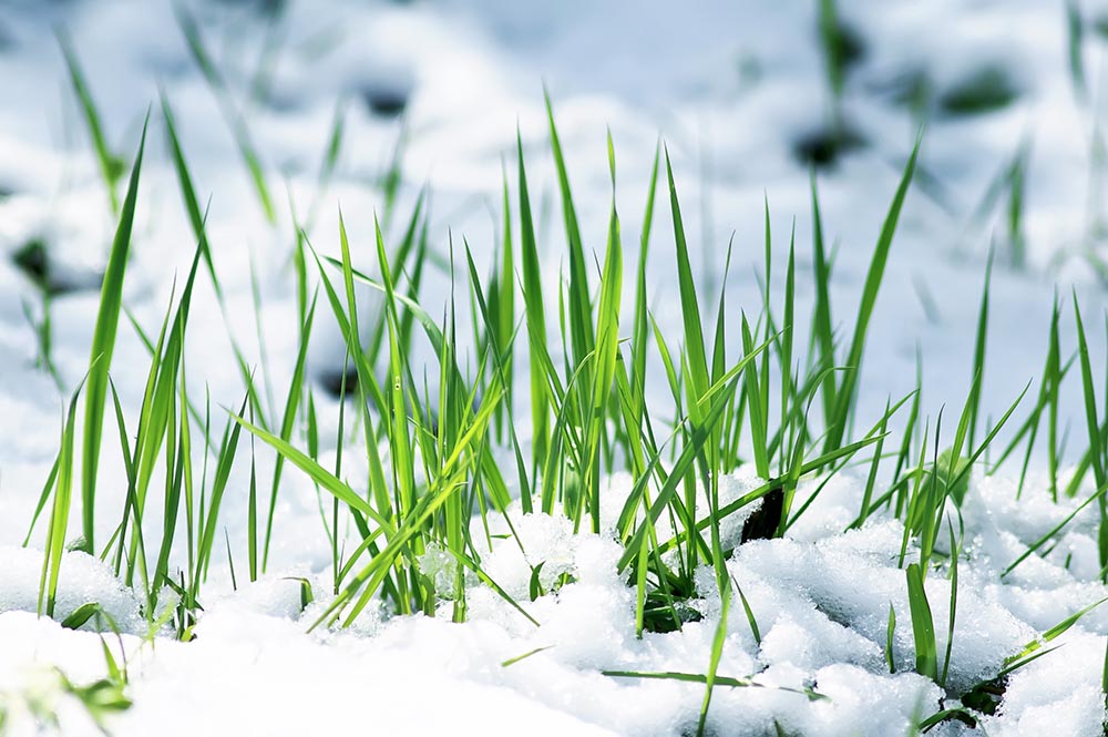 winter lawn care tips kansas city