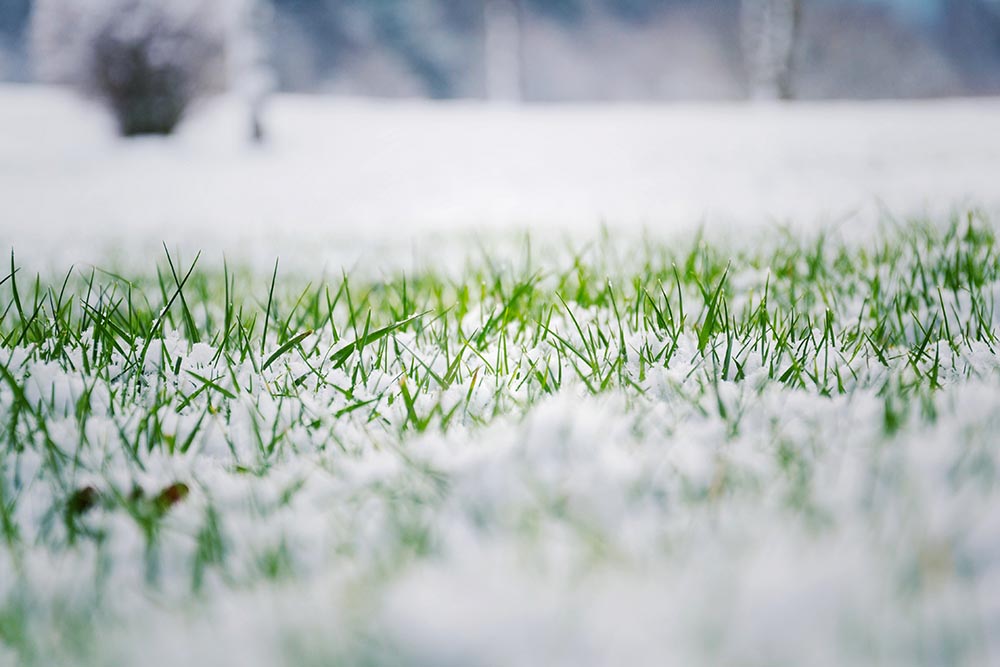 winter lawn care kansas