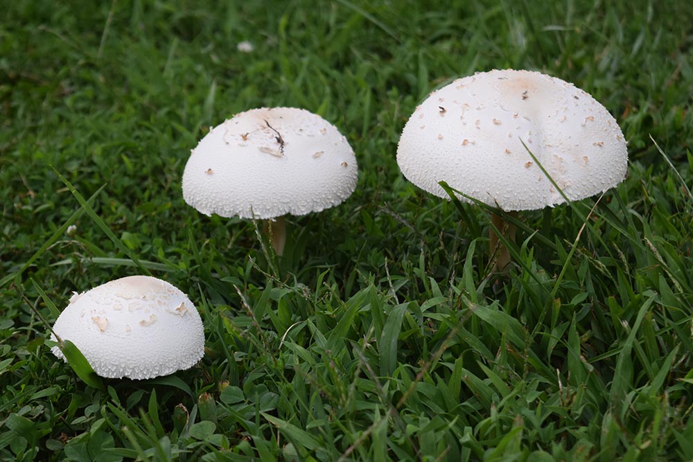 mushrooms kansas