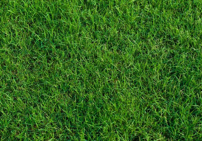 Tips to Care for Bermuda Grass Kansas Turfmasters