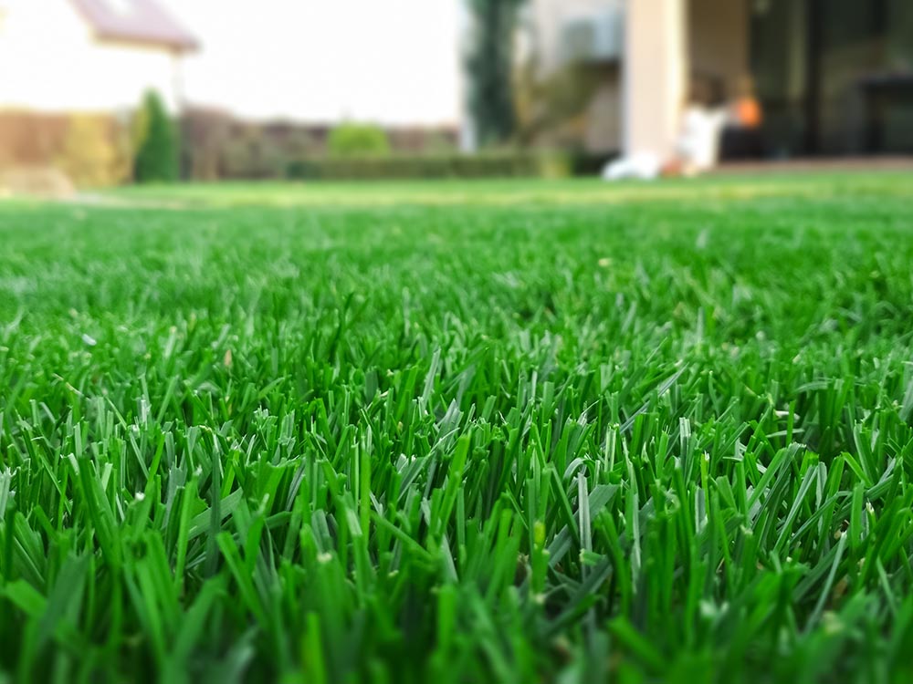 How Do I Keep My Grass Green in the Summer? Kansas Turfmasters